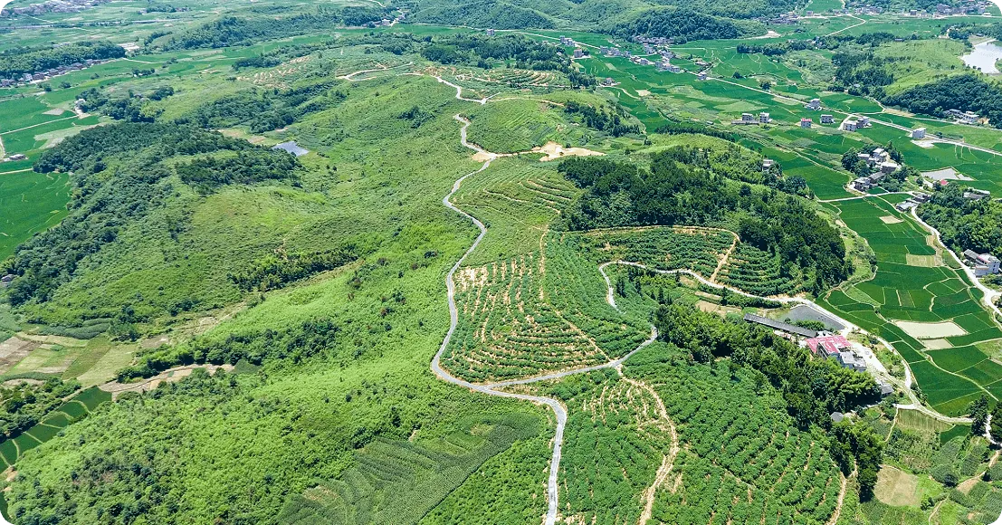 有机甜茶种植基地