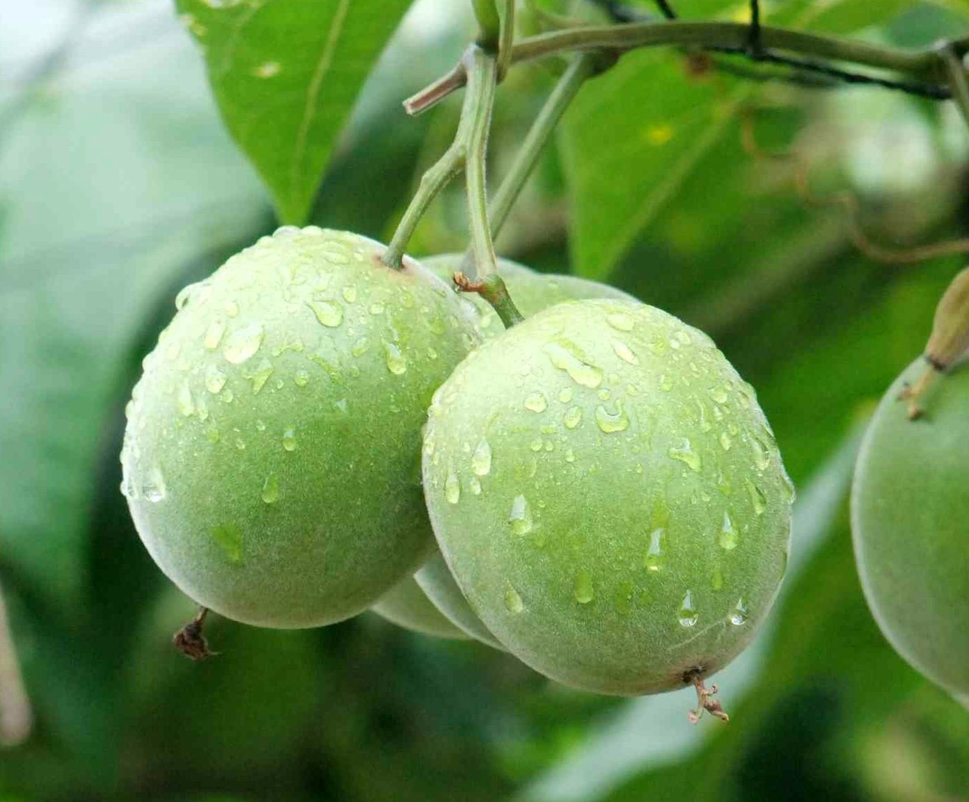 环境责任（Environmental）（